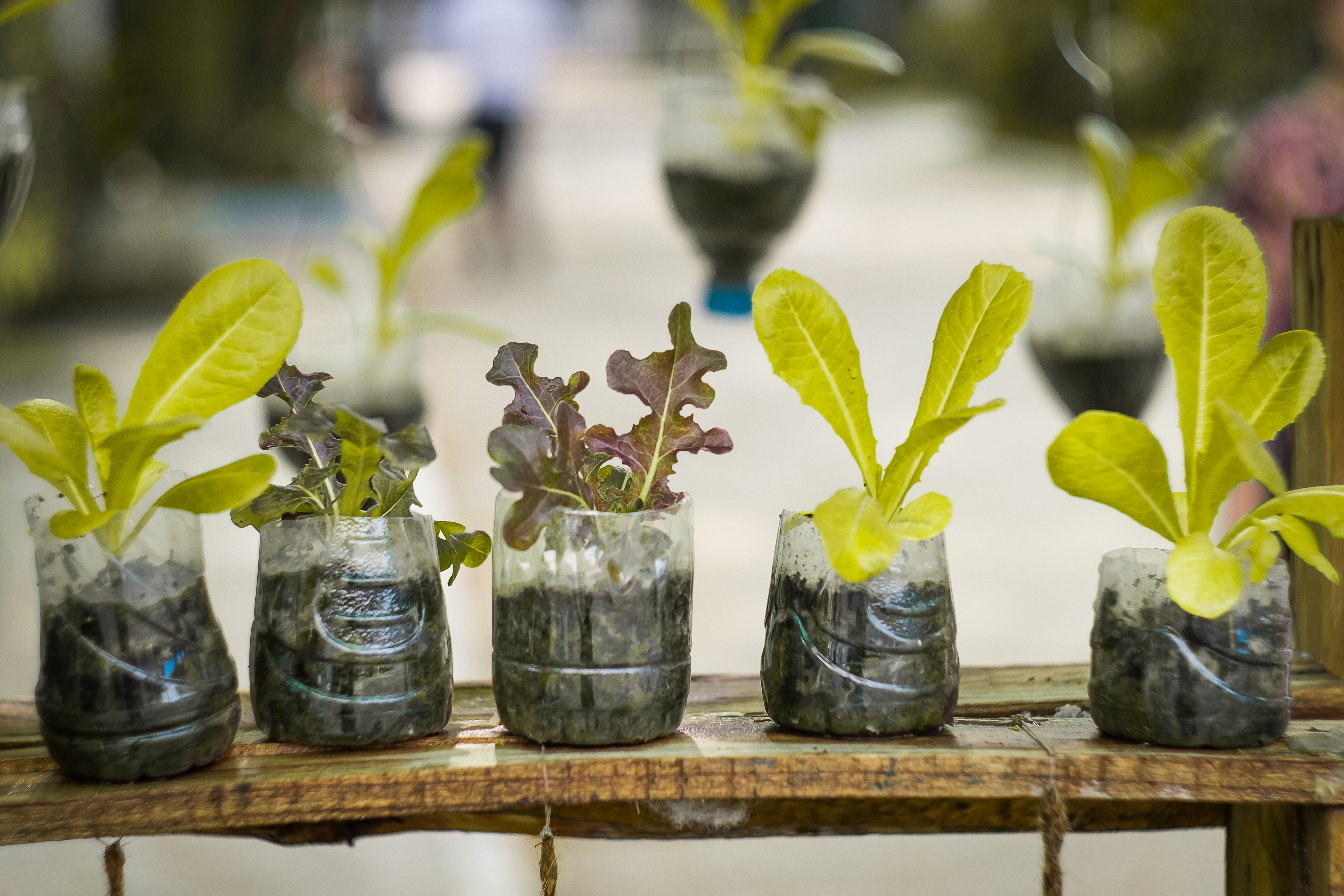 Potager avec des bouteilles de plastique