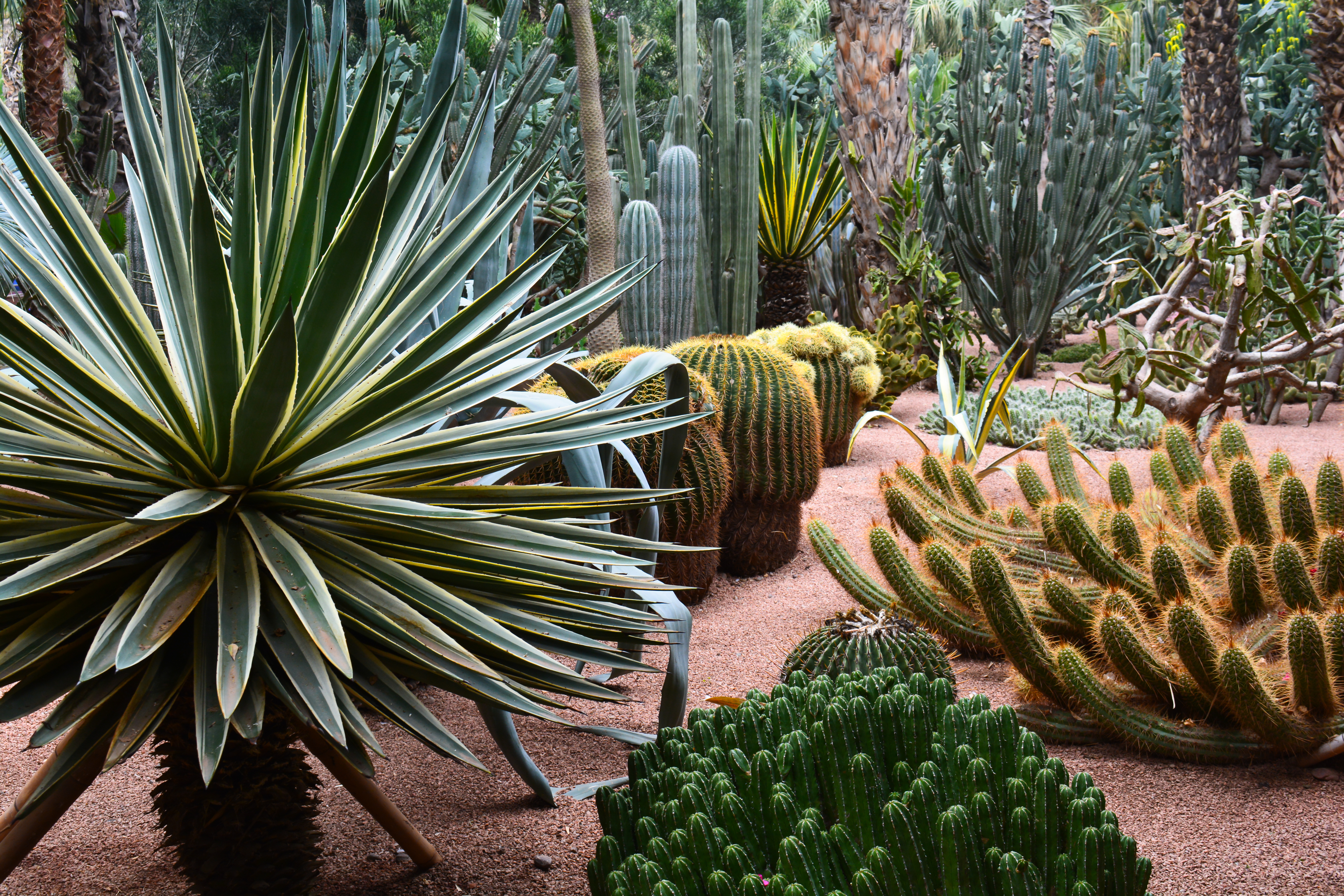 Jardin Majorelle