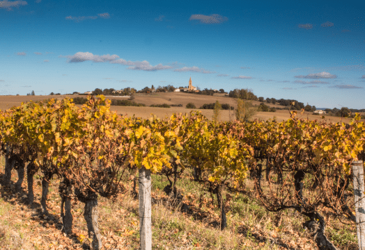 Illustration de l'article « Carnet de route : au cœur du vignoble de Fronton »