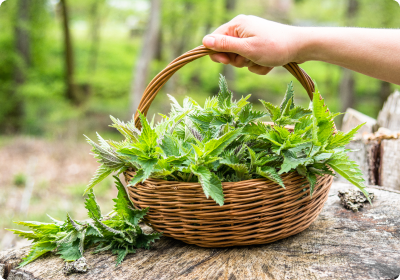 Les plantes sauvages à cueillir en novembre