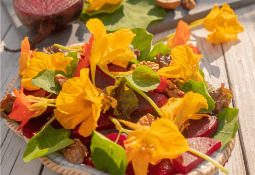 Illustration de l'article « Les fleurs de capucine en salade »