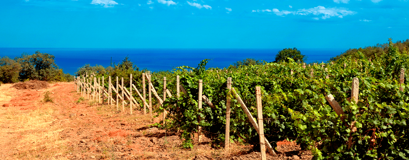 Illustration de l'article « Massif de la Clape : Château de la Négly, rosé, méditerranée et randonnée ! »