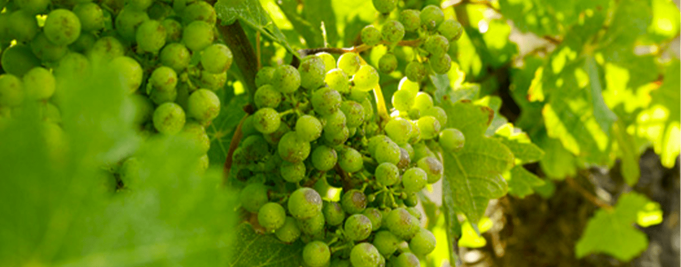 Illustration de l'article « Vignobles Arbeau, la vraie nature du Sud-Ouest »